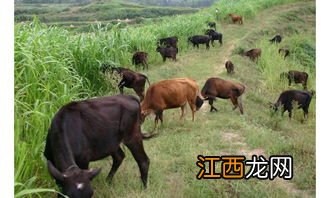 肉牛吃什么草长得快