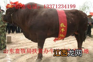 肉牛不吃精料怎么办