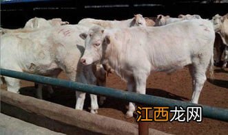 肉牛不吃精料怎么办