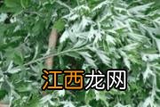 角瓜的功效与作用