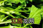 芽苗菜的功效与作用