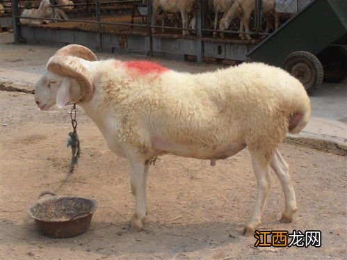 小尾寒羊多重一只