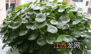 水里种什么植物能长大个子 水里种什么植物能长大