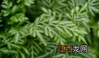 假山种什么植物能活好 假山种什么植物能活