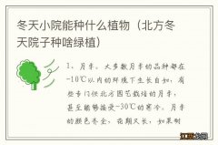 北方冬天院子种啥绿植 冬天小院能种什么植物