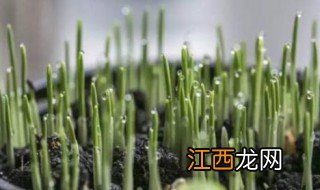 十一月份适合种什么植物 十一月能种什么植物