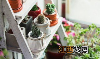 家中花盆种什么植物好养护 家中花盆种什么植物好养