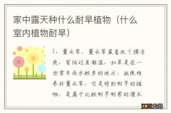 什么室内植物耐旱 家中露天种什么耐旱植物