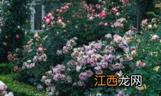 农村家中种什么植物风水好，农村家中种什么植物风水好又旺财