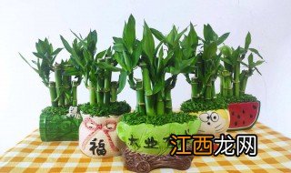 在家中种什么植物风水好，在家中种什么植物风水好不好