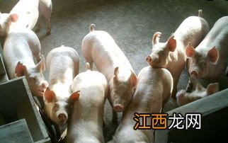 养猪存栏数是什么意思