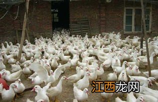 养鸭怎么喂维生素