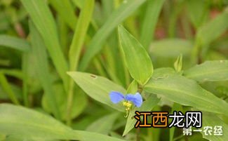 鸭跖草用什么除草剂