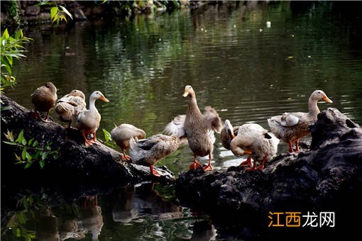 养鸭怎么喂料快长大