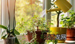 家中适合种什么爬藤类植物和花卉 家中适合种什么爬藤类植物