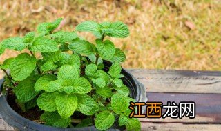 家中常种食用植物有什么 家里常养的植物都有哪些