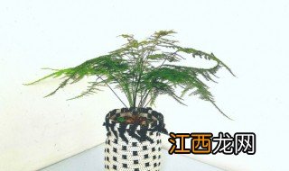 家中种什么植物最吉利 家中种什么植物最好