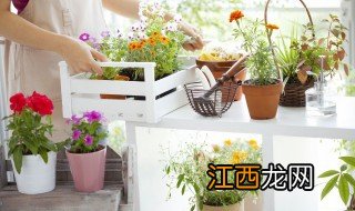 木炭能种什么植物 木炭灰可以种什么花