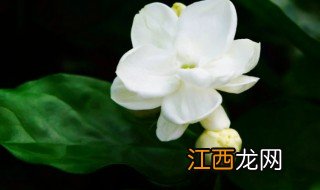 院子种什么植物能泡茶 院子种什么植物能泡茶喝