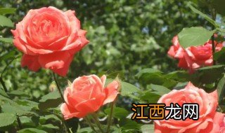 什么植物能种院子里边 什么植物能种院子里