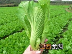 芥菜配什么菜 做法大全