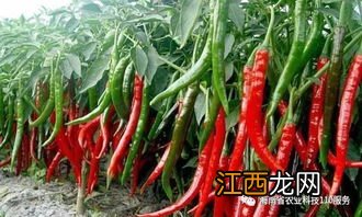 朝天椒落花后还能长新辣椒吗