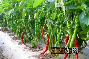 朝天椒落花后还能长新辣椒吗