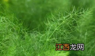 茴香南方种植时间和方法 南方茴香几月种植