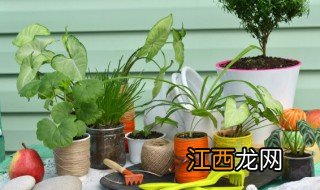 朝北的院子能种什么植物 朝北的院子能种什么植物风水好