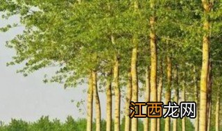 杨树下能种什么植物 杨树下能种什么植物呢