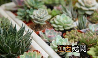 北院子能种什么植物，北方院子适合种什么植物