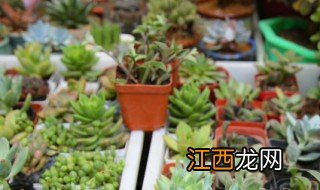 院子种什么植物能过冬啊 冬天院子里适合种什么植物