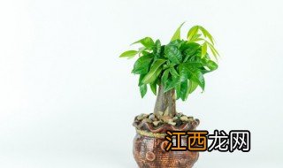 家中种什么植物辟邪好呢 家中种什么植物辟邪好