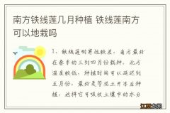 南方铁线莲几月种植 铁线莲南方可以地栽吗