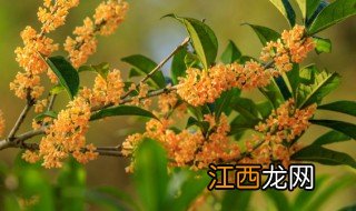 庭院能种什么植物 庭院能种什么植物好