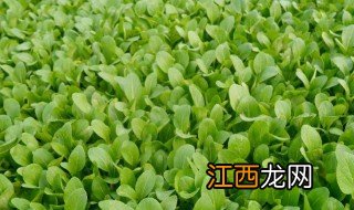 南方几月种植小白菜 南方10月小白菜品种