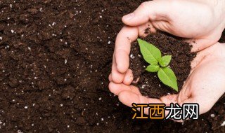 院子里种什么植物能防蚊子叮咬 院子里种什么植物能防蚊子