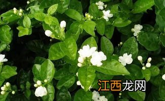 怎么样用醋浇茉莉