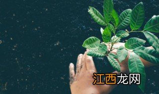 院子的西南角能种什么植物呢 院子的西南角能种什么植物