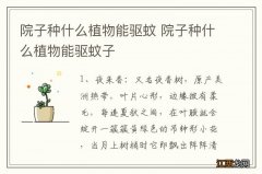 院子种什么植物能驱蚊 院子种什么植物能驱蚊子