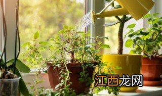 什么植物没毒能种在院子里，院子里不能种什么植物