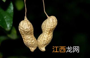 怎么养花生 在水里