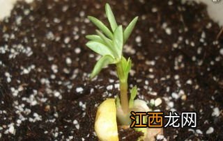 怎么养花生 在水里