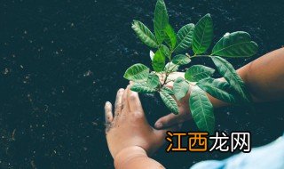 摇钱树树苗怎么种攻略，摇钱树树苗怎么种攻略图片