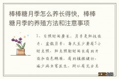 棒棒糖月季怎么养长得快，棒棒糖月季的养殖方法和注意事项