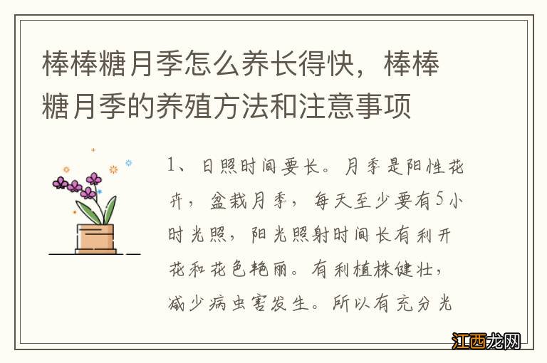 棒棒糖月季怎么养长得快，棒棒糖月季的养殖方法和注意事项