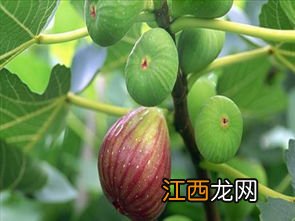 无花果容易长虫吗