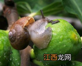 无花果容易长虫吗