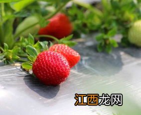 无花果容易长虫吗