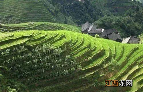 水稻按粒形和粒质可分为哪三类